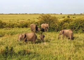 bellissimo selvaggio elefanti nel il savana di Africa. foto