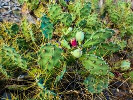 un' bellissimo grande cactus nel il sole di tenerife. foto