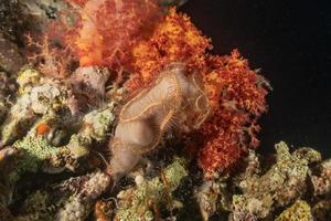 barriera corallina e piante acquatiche nel mar rosso, eilat israele foto