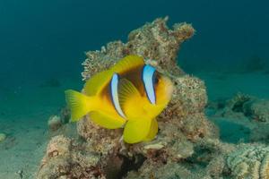 i pesci nuotano nel mar rosso, pesci colorati, eilat israele foto