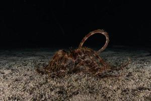 barriera corallina e piante acquatiche nel mar rosso, eilat israele foto