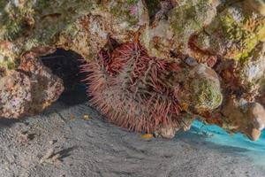 barriera corallina e piante acquatiche nel mar rosso, eilat israele foto