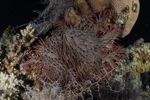 barriera corallina e piante acquatiche nel mar rosso, eilat israele foto