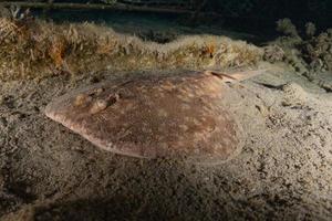 siluro sinuspersici sul fondale del mar rosso, israele foto