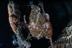 i pesci nuotano nel mar rosso, pesci colorati, eilat israele foto