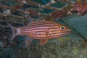 i pesci nuotano nel mar rosso, pesci colorati, eilat israele foto