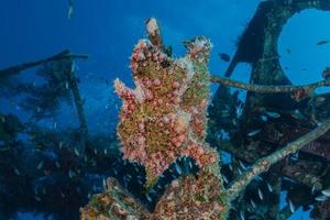 i pesci nuotano nel mar rosso, pesci colorati, eilat israele foto