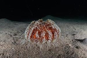 barriera corallina e piante acquatiche nel mar rosso, eilat israele foto