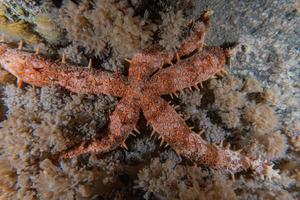 stella marina sul fondale del mar rosso, eilat israel foto
