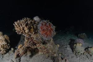 barriera corallina e piante acquatiche nel mar rosso, eilat israele foto