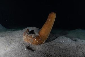 barriera corallina e piante acquatiche nel mar rosso, eilat israele foto