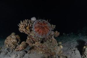 barriera corallina e piante acquatiche nel mar rosso, eilat israele foto