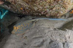 pastinaca maculata blu sul fondale del mar rosso