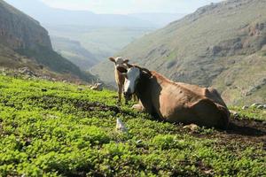 paesaggi incredibili di Israele, viste della terra santa foto