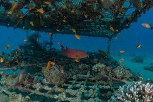 barriera corallina e piante acquatiche nel mar rosso, eilat israele foto