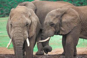 elefanti africani in sudafrica, elefanti in sudafrica foto