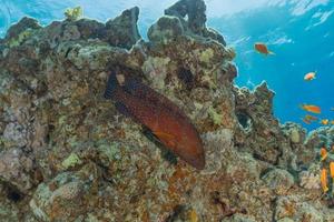 i pesci nuotano nel mar rosso, pesci colorati, eilat israele foto