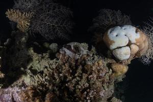 barriera corallina e piante acquatiche nel mar rosso, eilat israele foto