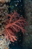 barriera corallina e piante acquatiche nel mar rosso, eilat israele foto