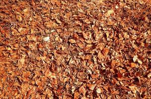 outumn foglie su un terreno foto