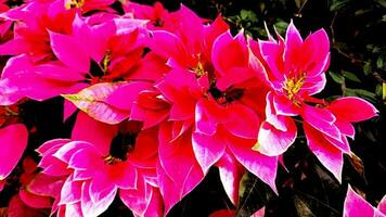 fiore di dianthus in giardino foto