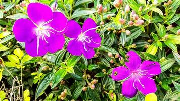 fiore di dianthus in giardino foto