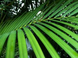 un' vicino su Visualizza di Noce di cocco foglia nel verde colore, verde le foglie palma isolato su bianca, verde le foglie palma a partire dal tropicale foto