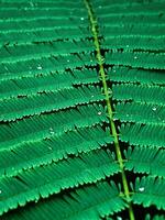 un' avvicinamento di verde fresco acacia foglie, acacia pennata foglia foto