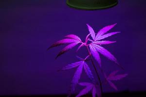 pianta di cannabis alberello che cresce in vaso con luce di crescita a led foto