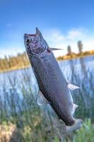 pescare trote in un piccolo lago nello stato di Washington foto