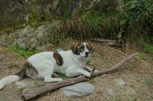 vagante cane giocando con un' bastone su il strada foto