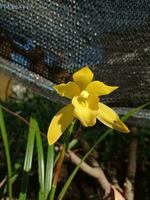 un' giallo orchidea in crescita nel il erba foto