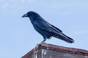 corvo o corvo appollaiato su una vecchia capanna nella valle della morte foto