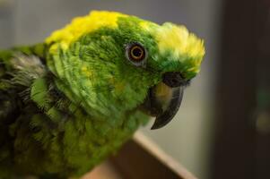 vicino su di un' verde piumato pappagallo, vicino su di verde pappagallo occhio con copia spazio foto