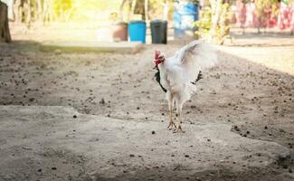 un' pollo diffusione suo Ali nel un' cortile, vicino su di un' crestato pollo, vicino su di un' pollo nel il cortile, allevato pollo nel il cortile. foto