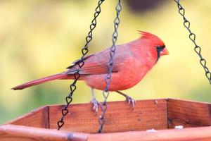 cardinale rosso che mangia alla mangiatoia foto