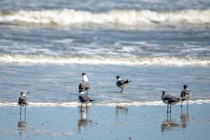 natura intorno alla spiaggia del parco statale dell'isola di caccia nella carolina del sud south foto