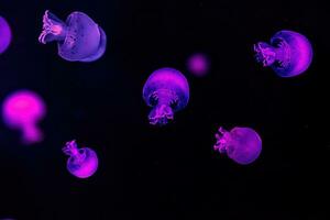 macro fotografia subacqueo palla di cannone Medusa foto