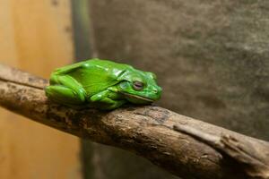 un' verde rospo si siede su un' ramo foto