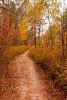 autunno bellissimo foresta con un' sentiero coperto con foglie foto