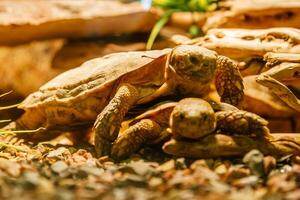 Due sulcata tartarughe combaciamento un' rosso lampada foto