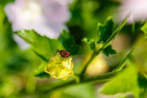 rosa campo colori con goccioline e un' stufa raccolta polline foto