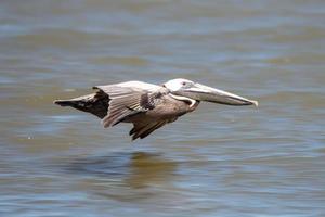 pellicani astratti in volo sulla spiaggia dell'oceano atlantico foto