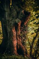 giungla piace coperto di vegetazione grande, Grasso albero tronco vicino per Brighton, est sussex, UK foto