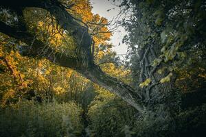 giungla piace coperto di vegetazione grande, Grasso albero tronco vicino per Brighton, est sussex, UK foto