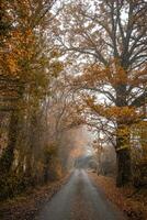 nazione strada su un' nebbioso mattina nel autunno foto