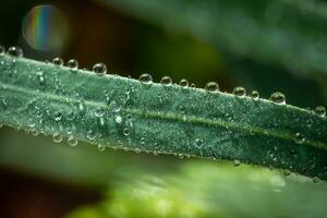 goccioline dopo il pioggia su un' verde foglie nel un' luce del sole foto