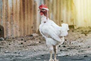 bellissimo razza Gallo nel il cortile, un' azienda agricola Gallo nel il cortile, vicino su di un' razza Gallo nel un' cortile foto