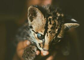 vicino su di un' piccolo leopardo wiedii, ritratto di un adorabile margay gattino. ritratto di un' centrale americano margay foto