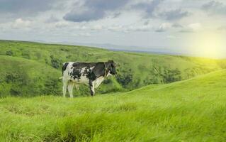 un' mucca mangiare erba nel il fresco campo, un' vitello mangiare erba su un' verde collina con copia spazio foto